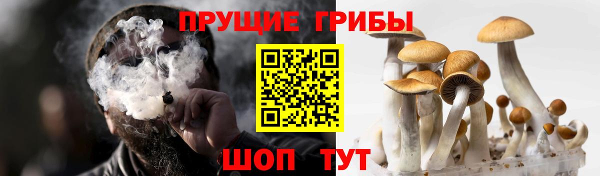 Галлюциногенные грибы Cubensis  Галлюциногенные грибы GOLDEN TEACHER  Краснознаменск  Вход с VPN 